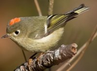 Ruby-crowned Kinglet